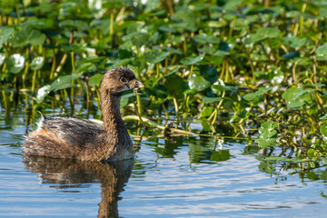 Pied-billed grebe sitting in a pond