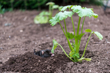 A mole has come out of its hole in a vegetable garden