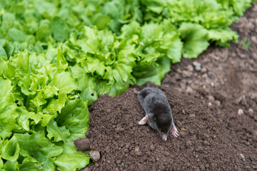 A mole has come out of its hole in a vegetable garden