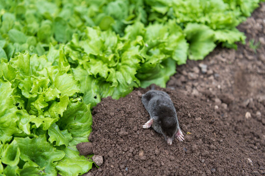 A mole has come out of its hole in a vegetable garden