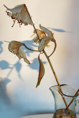 fading white lily with fallen petals, in a vase on the table, ray of light, shadow