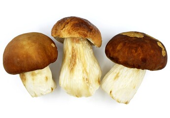 Cleaned edible Boletus mushrooms on white background