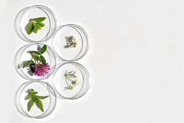 Petri dishes with various kinds of herbs. Phytotherapy, herbal medicine. Laboratory research. Copy space for text