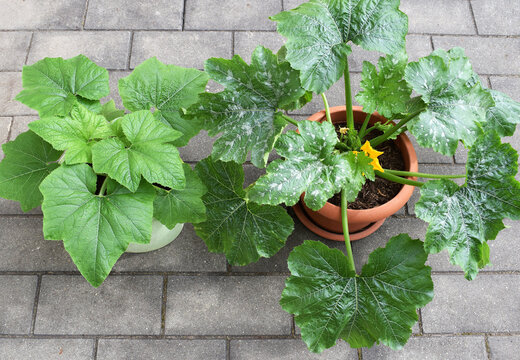 Pattypan squash and zucchini plant growing in containers. Container gardening concept