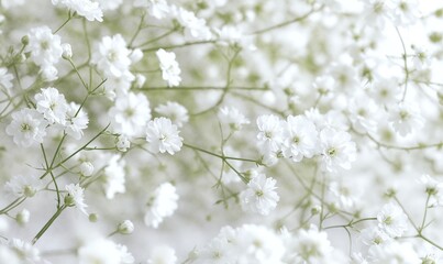 Beautiful Light Background with Small White Flowers