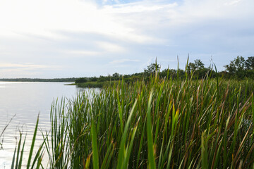 Lake Trafford in South Florida. A large lake with alligators and lots of wildlife and fishing.