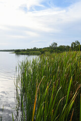 Plants and reeds background in Lake Trafford in South Florida. A large lake with alligators and lots of wildlife and fishing.