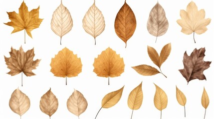 Collection of Natural of Tropical brown dry leaves in autumn season isolated on transparent png background, varies different of plant botanical