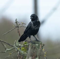 Rabe, Krähe, Vogel, schwarz, Natur, Wild, Einheimisch