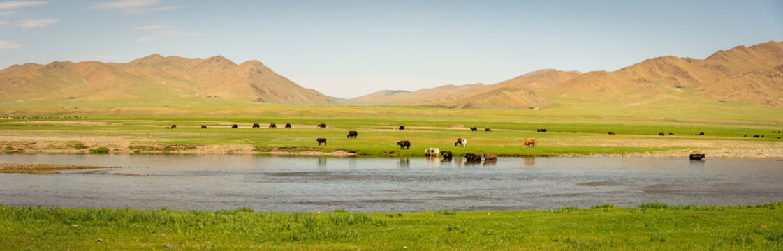 An image like the one in my head when I think of Mongolia