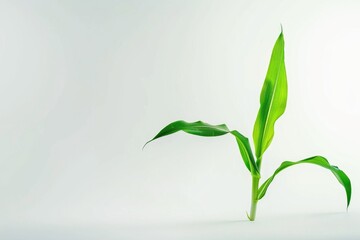 Fototapeta premium A small plant with green leaves sitting on a white surface, ideal for use in still life or interior design compositions