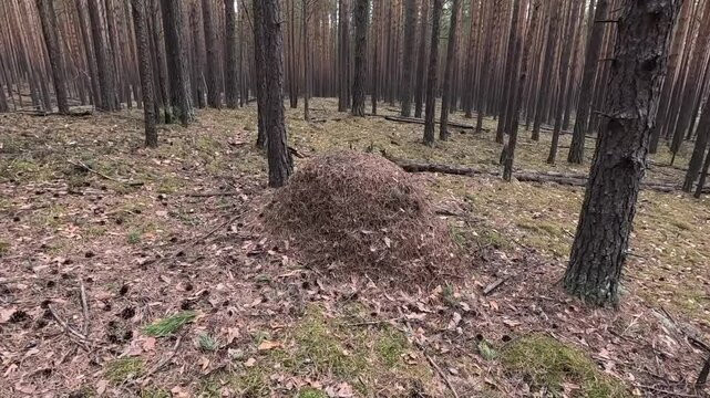 very beautiful and scary forest