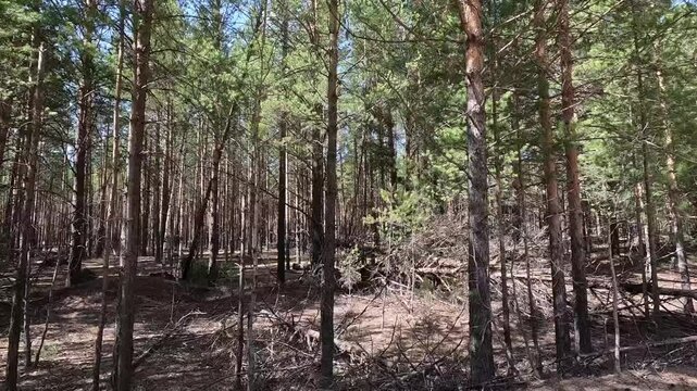 very beautiful and scary forest