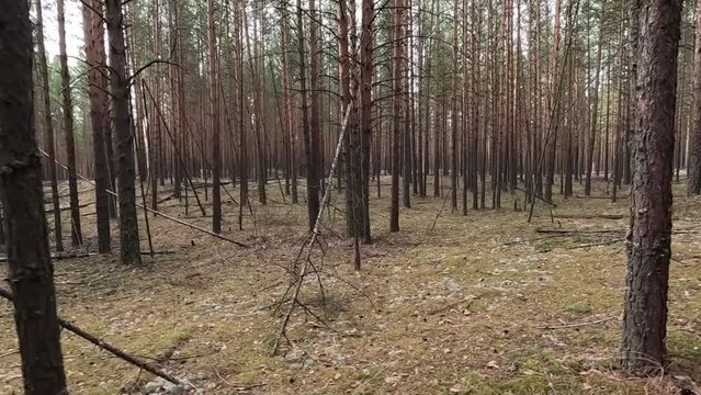 very beautiful and scary forest