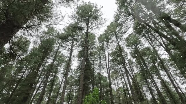 very beautiful and scary forest