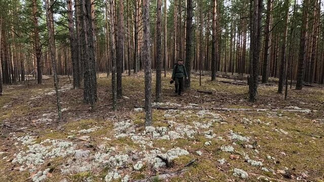 very beautiful and scary forest