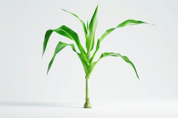Fototapeta premium A small plant with green leaves growing on a white surface, possibly a desk or table
