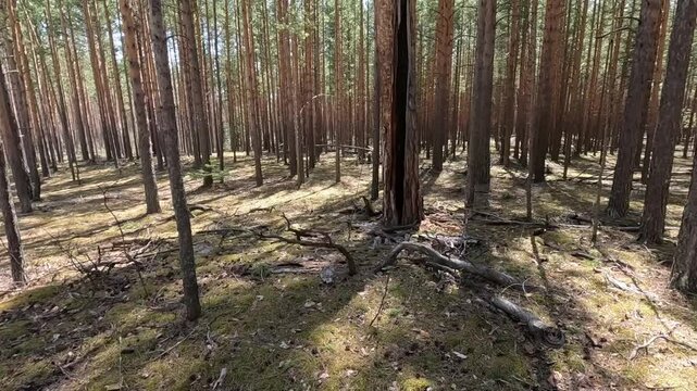 very beautiful and scary forest