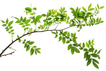Obraz premium A natural scene featuring a branch from a tree with lush green leaves