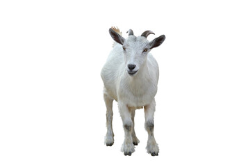 Goat isolated on transparent background png file