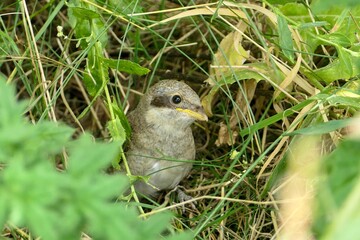 Neuntöter Jungvogel
