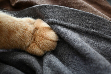 Ginger cat paw. Happy tabby cat sitting on owner lap. 