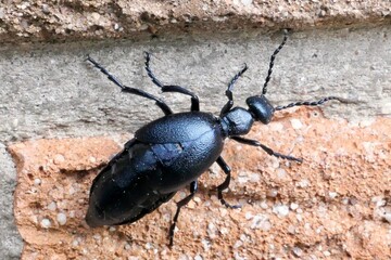 Schwarzblauer Ölkäfer