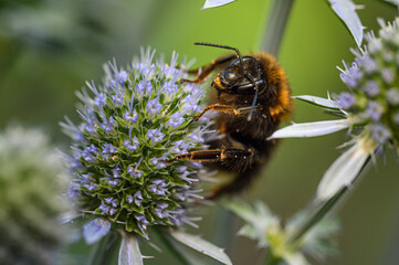 Flowers Sunset Nature Insects Bumblebee Green Red Yellow