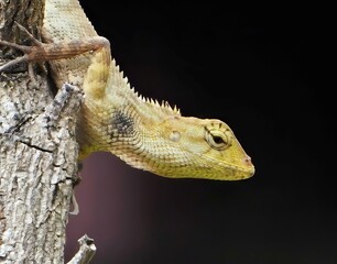 A golden chameleon was sitting on the top of a branch.