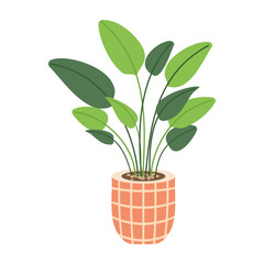 Plant in pot vector illustration. Cartoon flat different indoor potted decorative houseplants for interior home or office decoration, green garden floral collection icons isolated on white