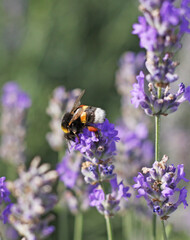 A bumble bee is sitting on a lavender flower