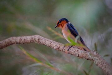 Pacific swallow on branch