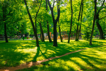 Landscape shot in the city park with perfect sunlight and vibrant grass and leaves.