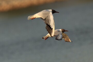 seagull in flight