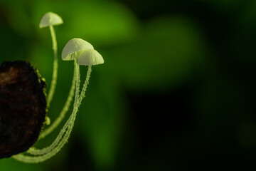 Small forest mushrooms, close-up image