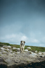 Cute white and grey dog standing on the rocks looking at the camera with beautiful dramatic background.