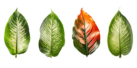 Collection of Dieffenbachia Leaves isolated. group of green leaf cut out.