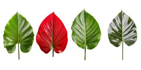 Collection of Philodendron Leaves isolated. group of green leaf cut out.