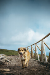 Smiling cute orange dog walking on the path with wooden fence on the side and beautiful background view.