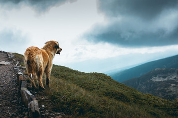 Beautiful landscape view from top of a mountain with beautiful furry model.