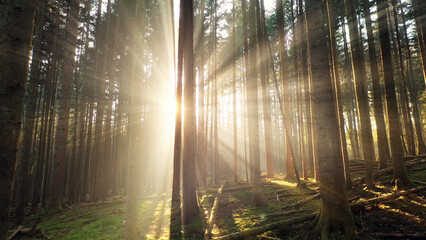 Obraz premium Magical sunbeams fairytale forest with firefly background. 