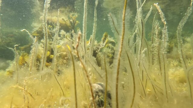 Bright Shallow Kelp and Seaweed Underwater in Motion, Close Up