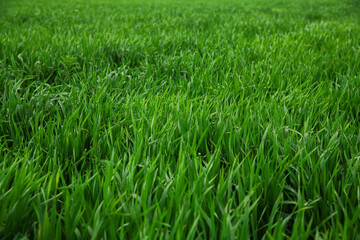 Green sprouts of winter wheat on the field