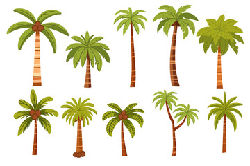 Set of tropical palm trees with green leaves and coconuts vector illustration isolated on white background