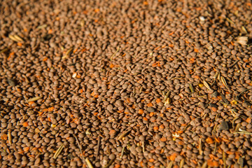 Farmer has harvested a large crop of red lentils