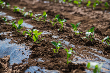 A row of green vegetable pepper bushes.