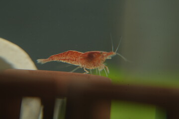 Cherry Shrimp (Neocaridina davidi var. 