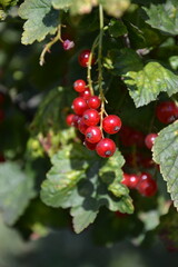 Red currant branch on bush in home garden