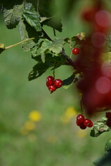 Red currant branch on bush in home garden