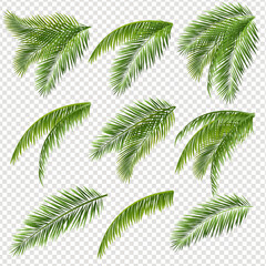 Palm Tree Branch And Transparent Background